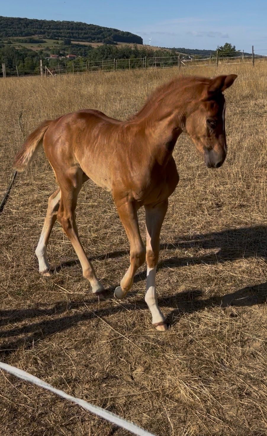 selle-francais springpaard merrie 0 years old vos for sale - Photo 6