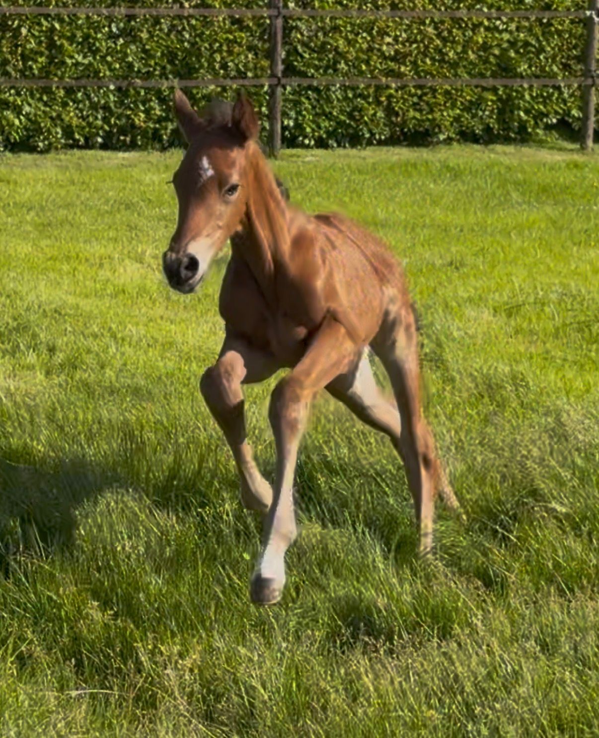 KWPN springpaard hengst 0 years old bruin for sale - Photo 6