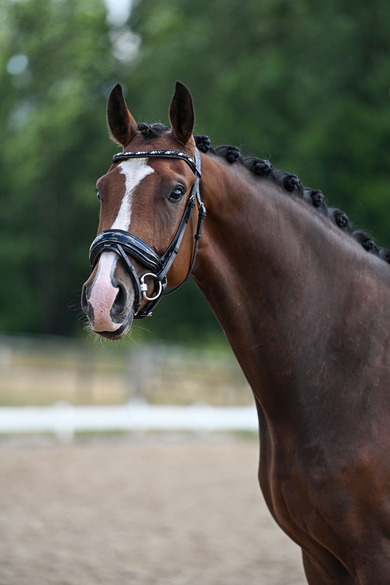 Wunderschöner, bewegungsstarker My Blue Hors Santiano x Special D
