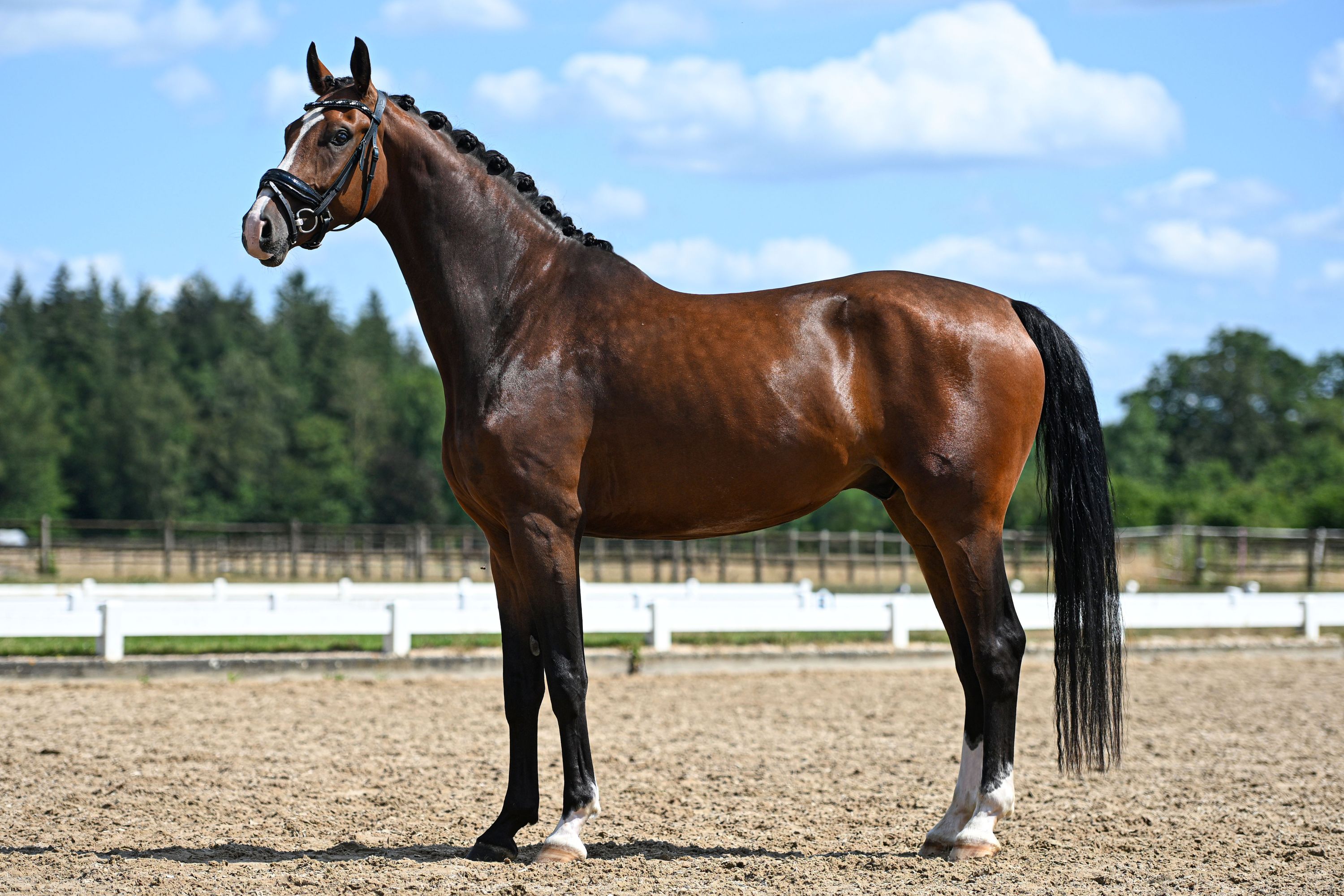 kwpn dressuurpaard ruin 4 years old donkerbruin for sale - Photo 2