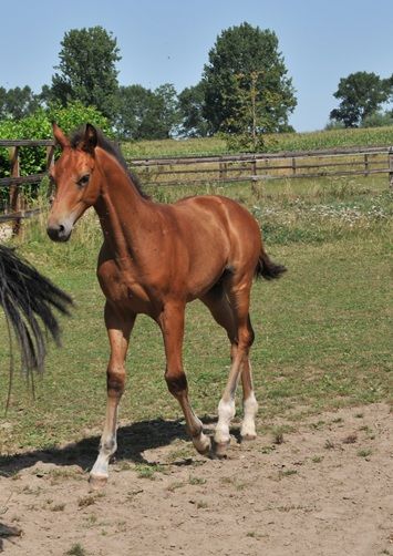 kwpn dressuurpaard hengst 0 years old bruin for sale - Photo 2