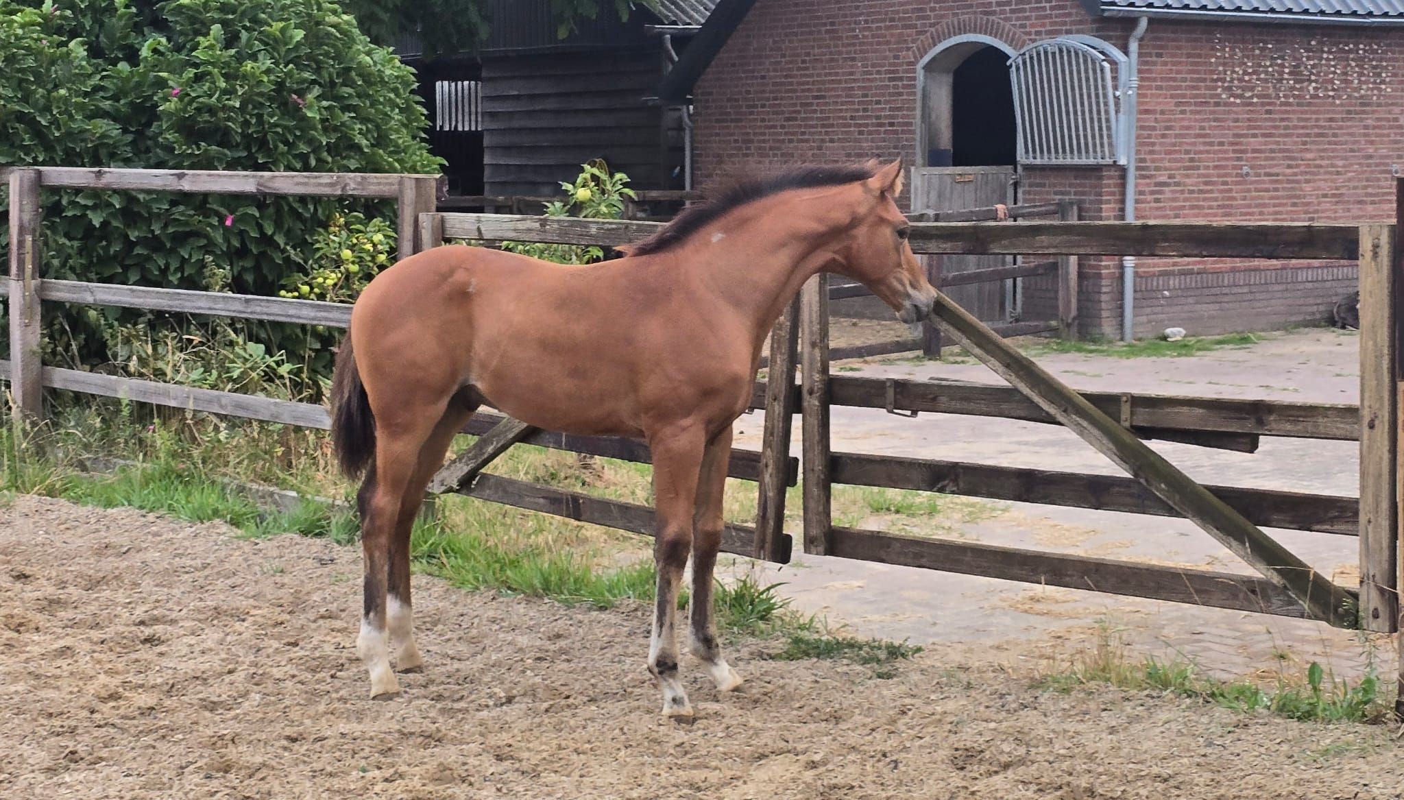 kwpn dressuurpaard hengst 0 years old bruin for sale - Photo 3