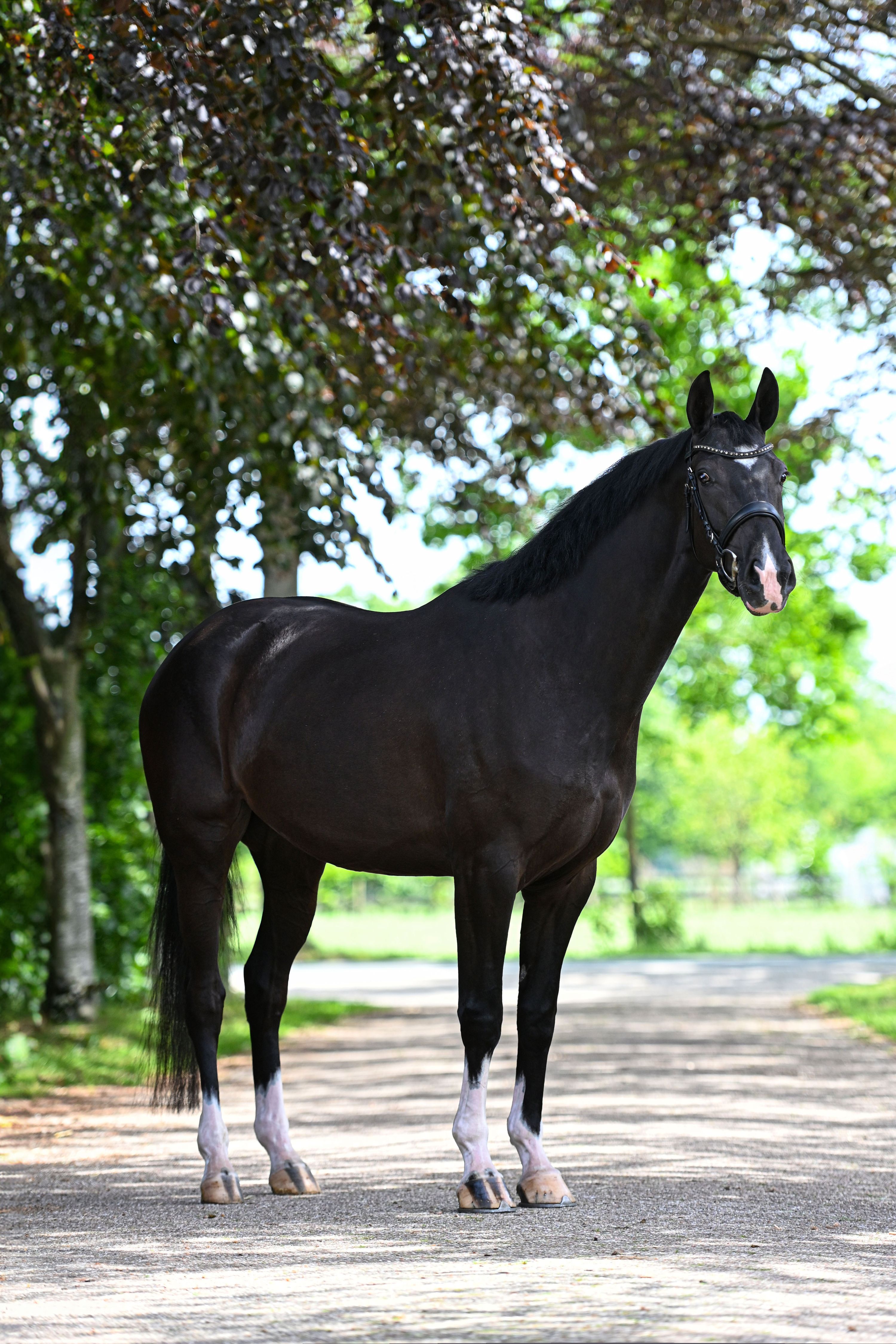 Se ofrece caballo de doma de 4 años muy dócil