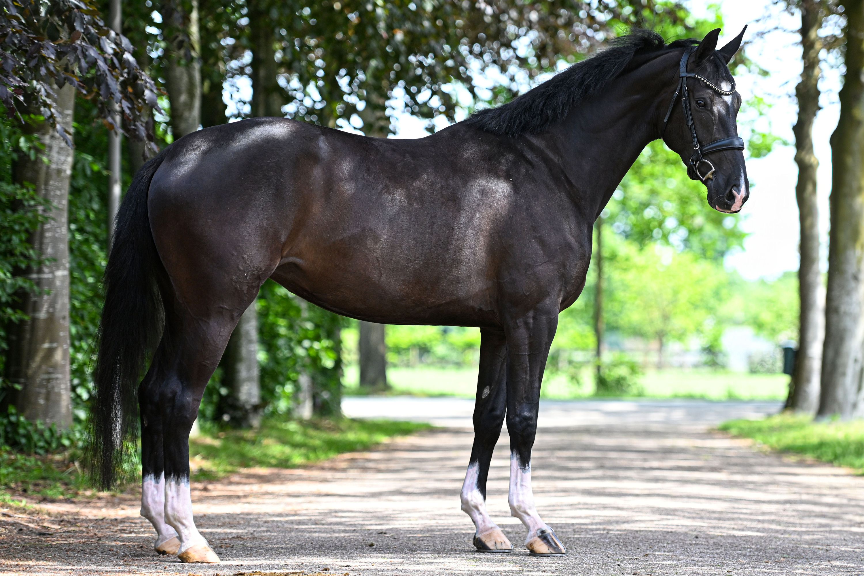 kwpn dressuurpaard merrie 4 años zwart en venta - Foto 2