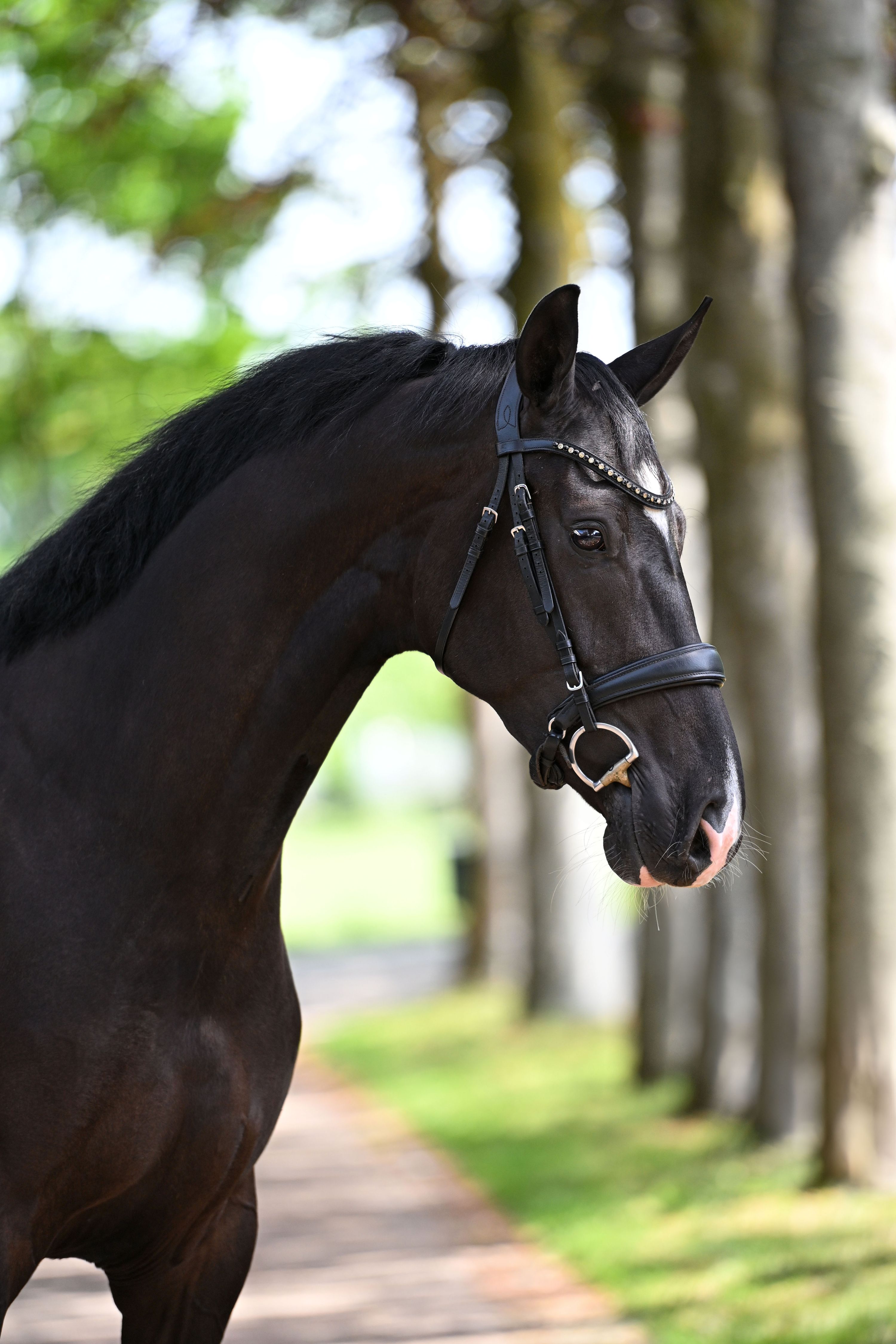 kwpn dressuurpaard merrie 4 años zwart en venta - Foto 3