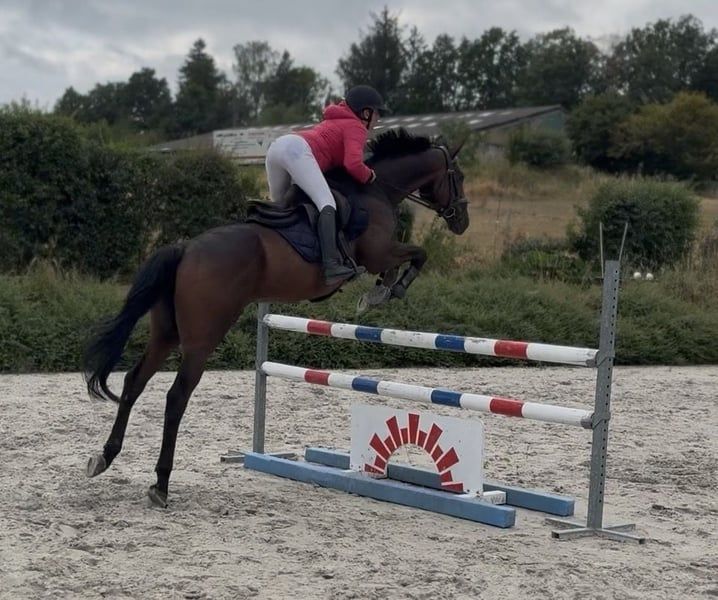 selle-francais recreatie-paard ruin 4 years old bruin for sale - Photo 3