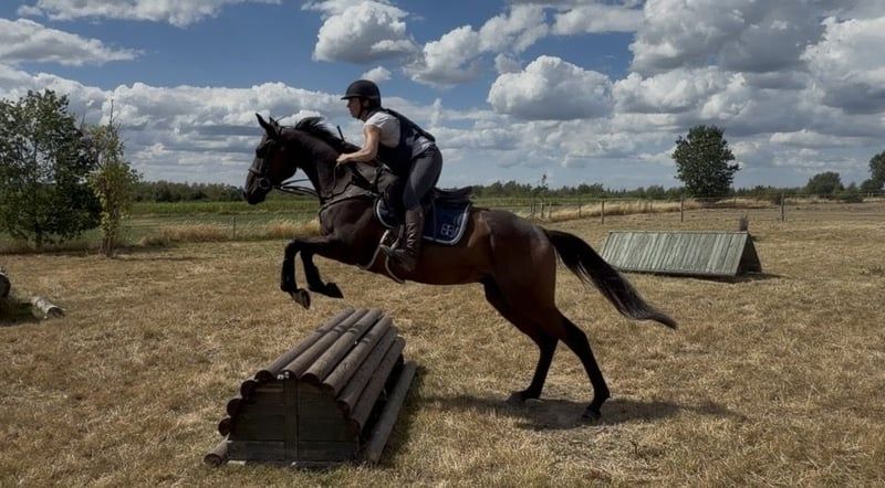 Gelding 2022 - Eventing, Showjumping, Dressage, Trail/Hacking, Leisure + !