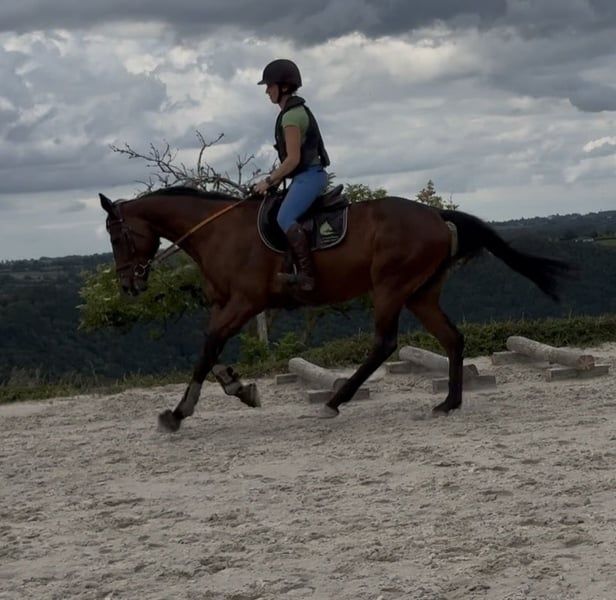 selle-francais recreatie-paard ruin 4 years old bruin for sale - Photo 2