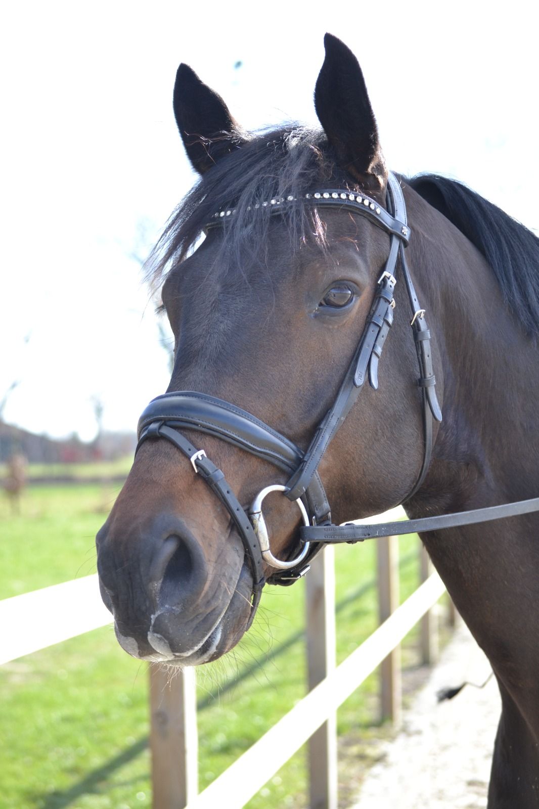 hanovarian dressuurpaard ruin 10 years old donkerbruin for sale - Photo 3
