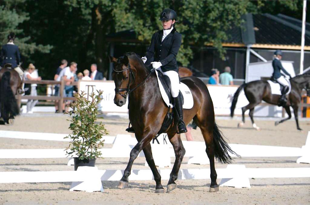 hanovarian dressuurpaard ruin 10 years old donkerbruin for sale - Photo 5