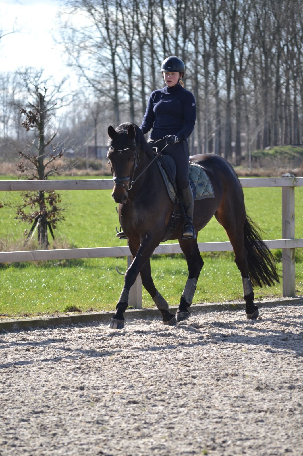 hanovarian dressuurpaard ruin 10 years old donkerbruin for sale - Photo 2