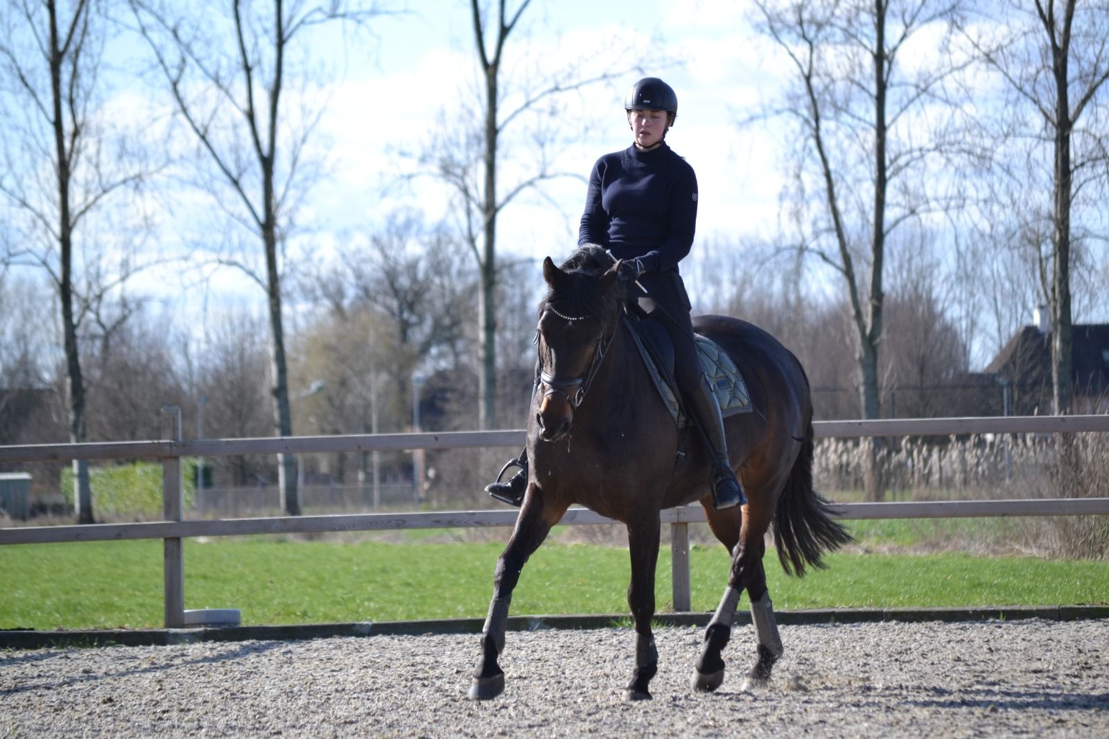 hanovarian dressuurpaard ruin 10 years old donkerbruin for sale - Photo 4