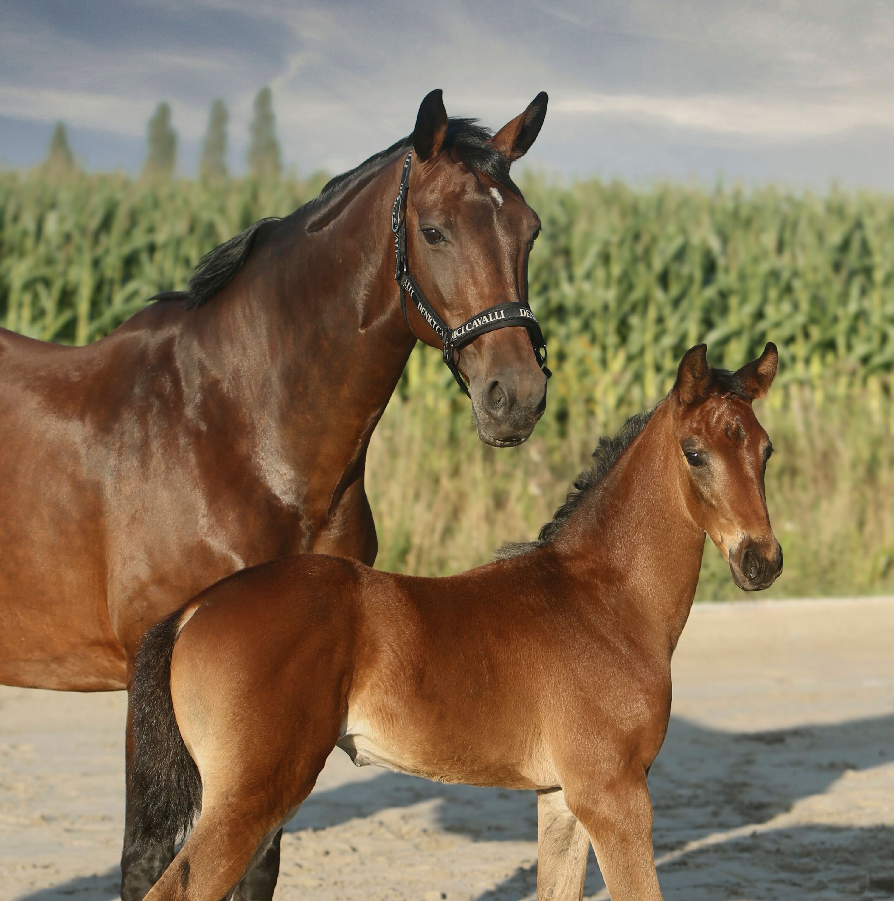 kwpn dressuurpaard merrie 16 years old bruin for sale - Photo 2