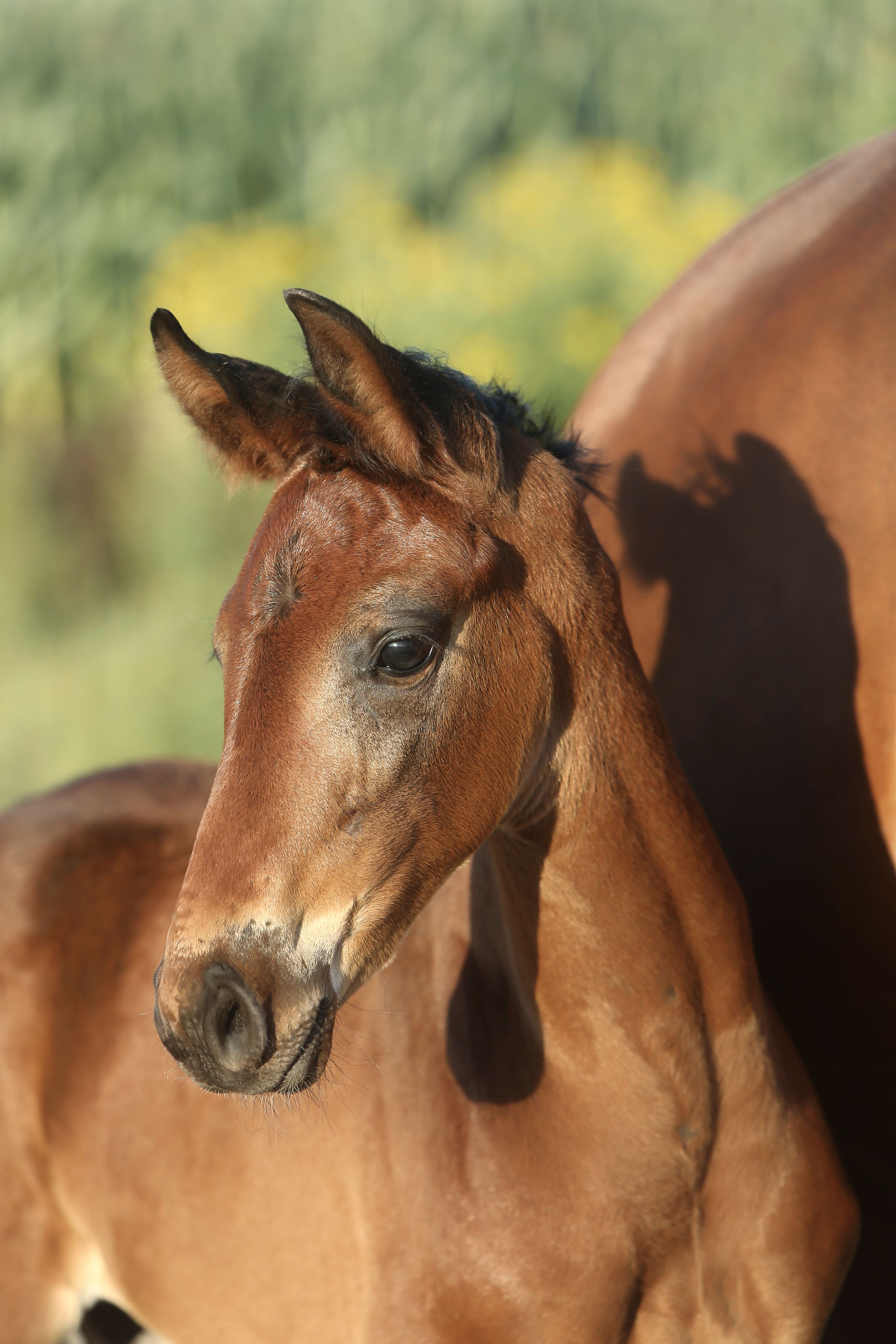 kwpn dressuurpaard merrie 16 years old bruin for sale - Photo 3