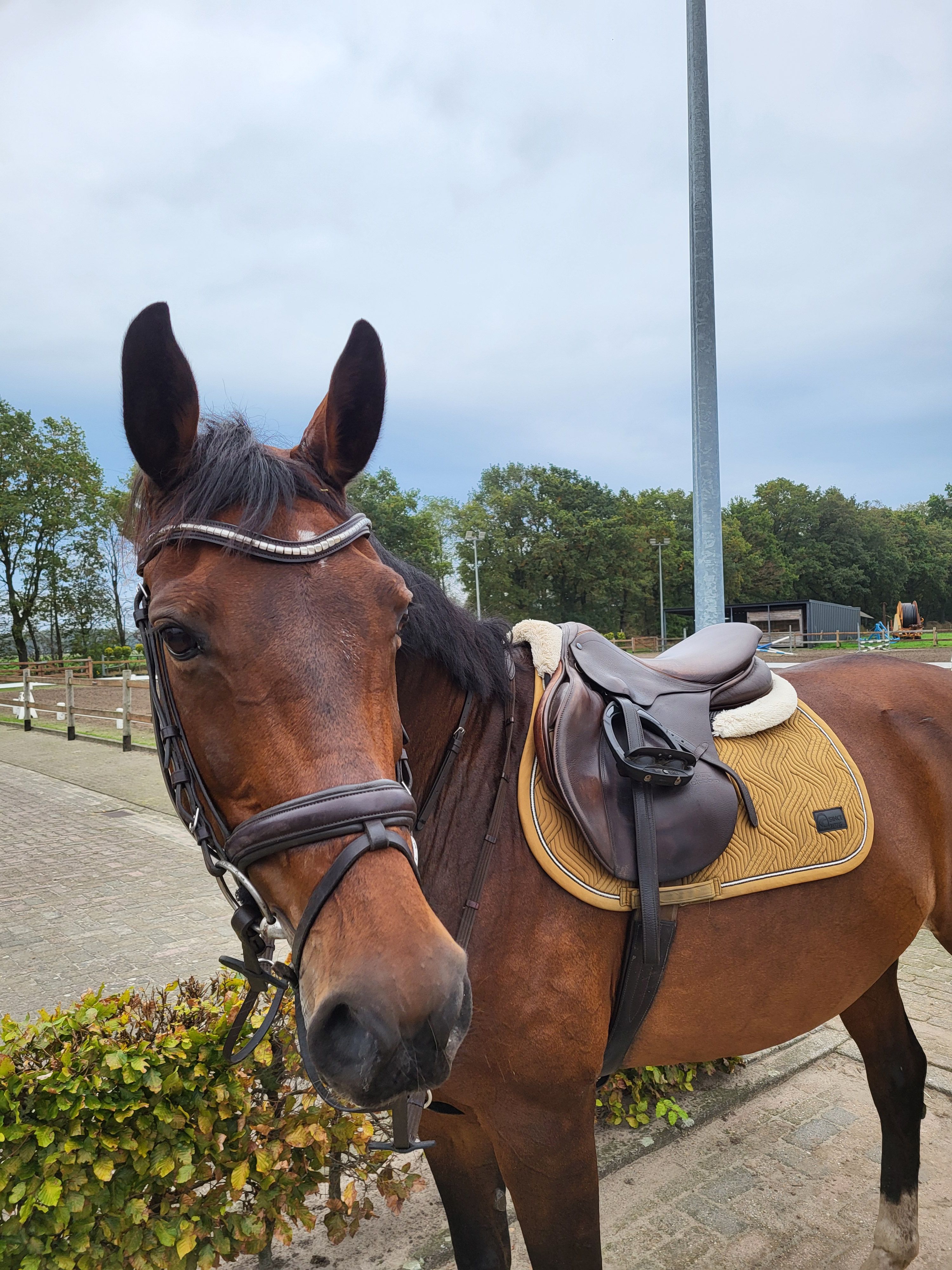 kwpn dressuurpaard merrie 16 years old bruin for sale - Photo 4