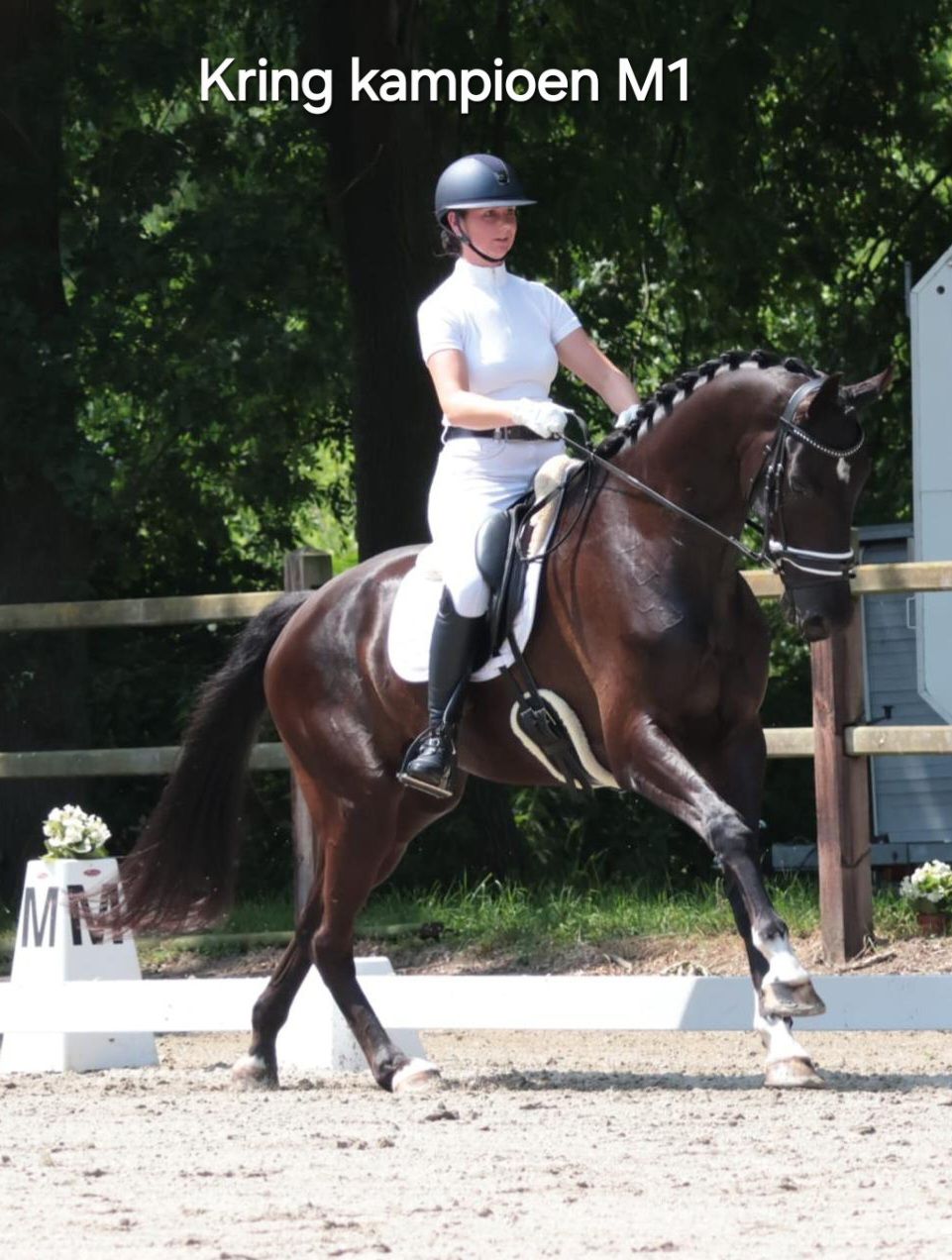 kwpn dressuurpaard merrie 16 years old bruin for sale - Photo 6