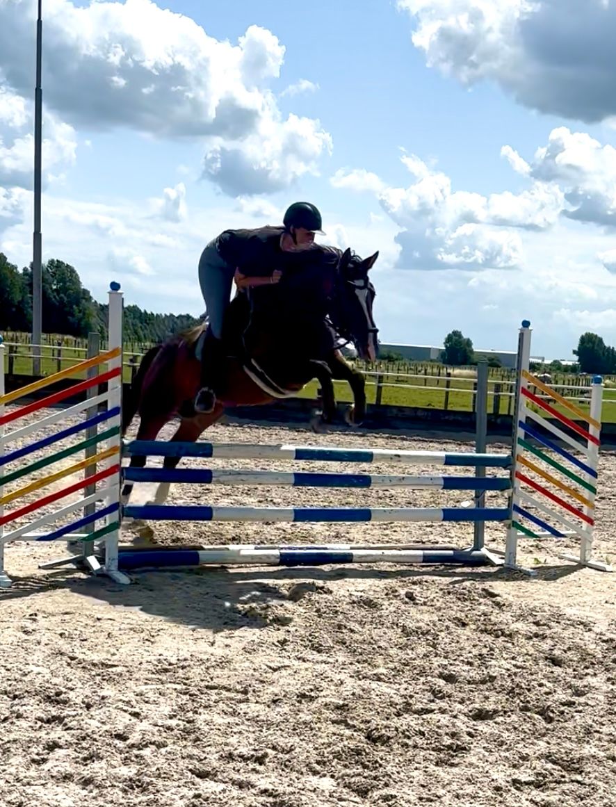 hanovarian springpaard merrie 6 años bruin en venta - Foto 6