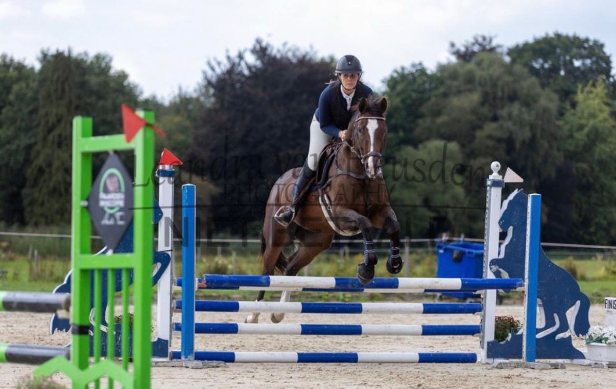hanovarian springpaard merrie 6 años bruin en venta - Foto 2