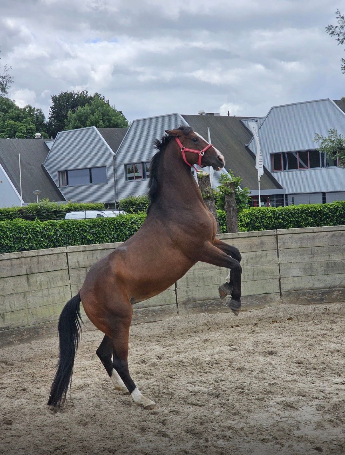 hanovarian springpaard merrie 6 años bruin en venta - Foto 4