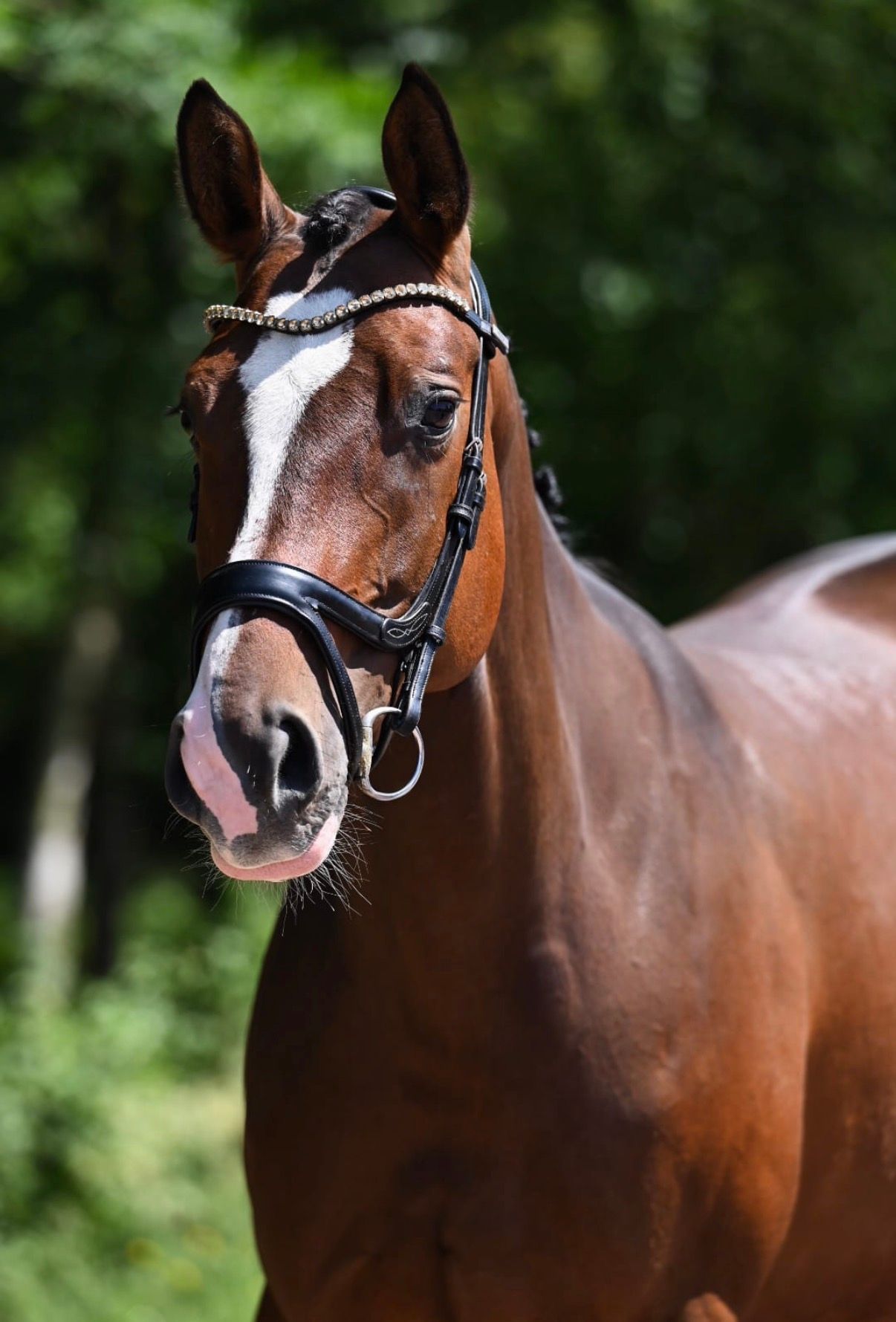 hanovarian springpaard merrie 6 años bruin en venta - Foto 3