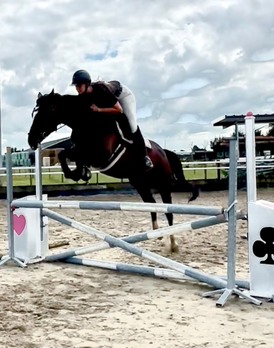 hanovarian springpaard merrie 6 años bruin en venta - Foto 5