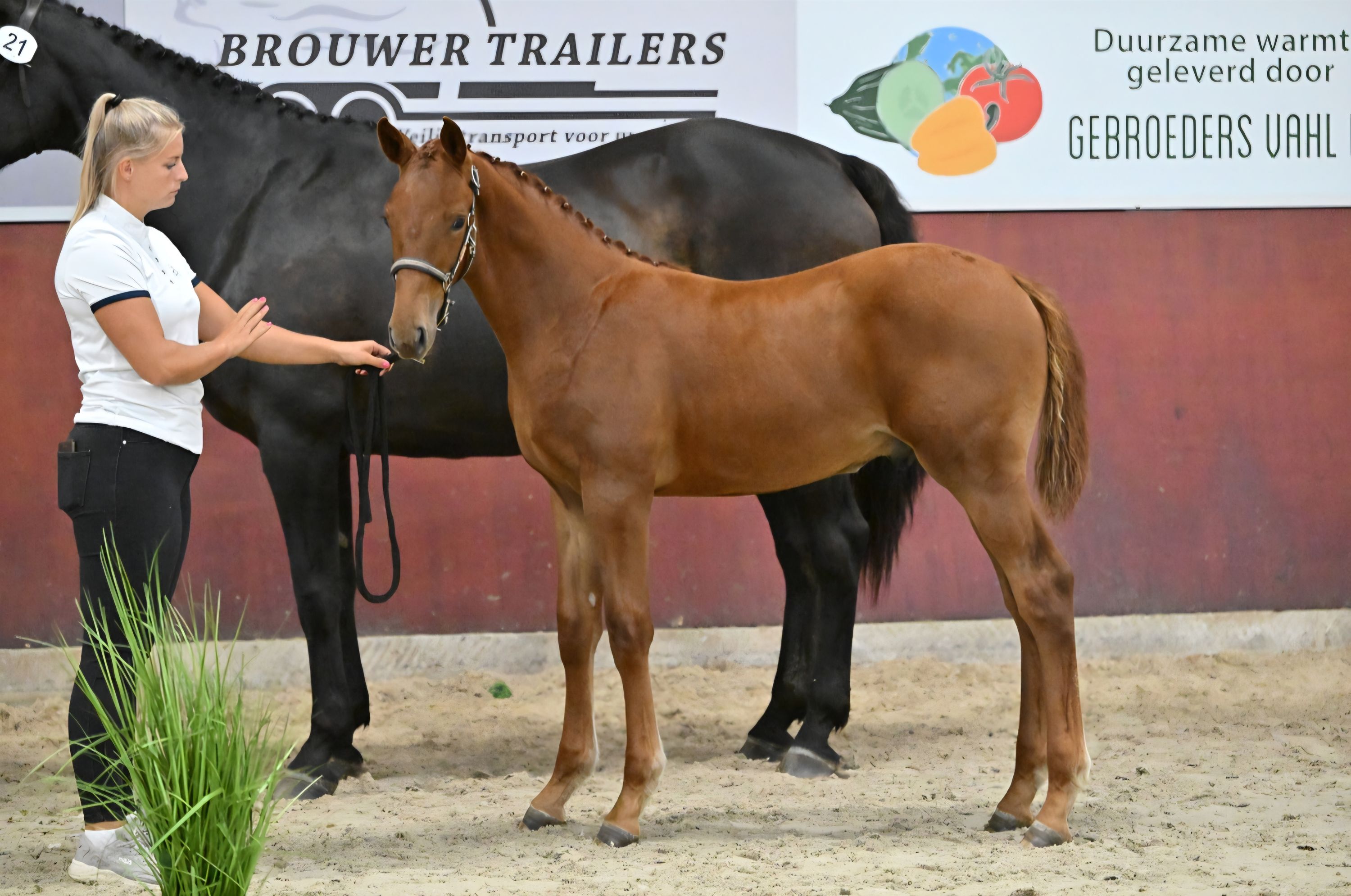 KWPN Hengstveulen van I'm special de muze X Zapatero VDL