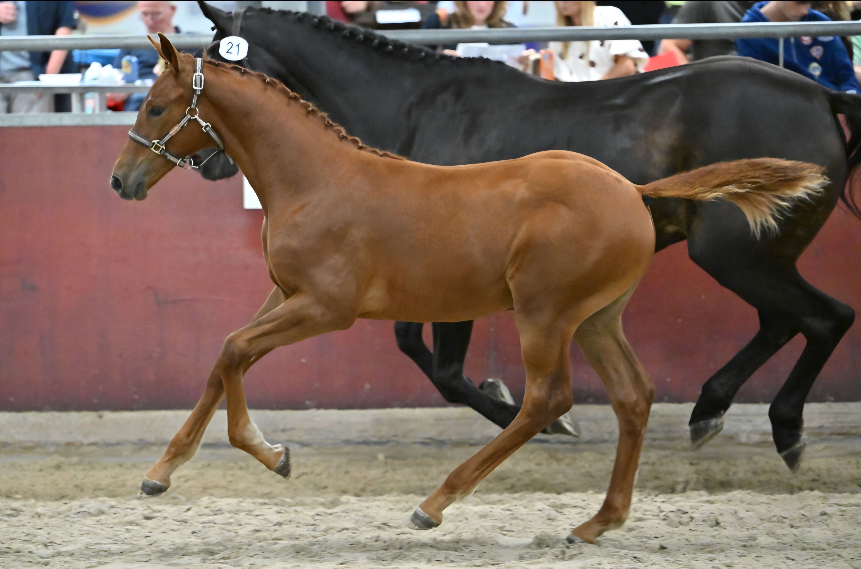 kwpn springpaard hengst 0 años vos en venta - Foto 3