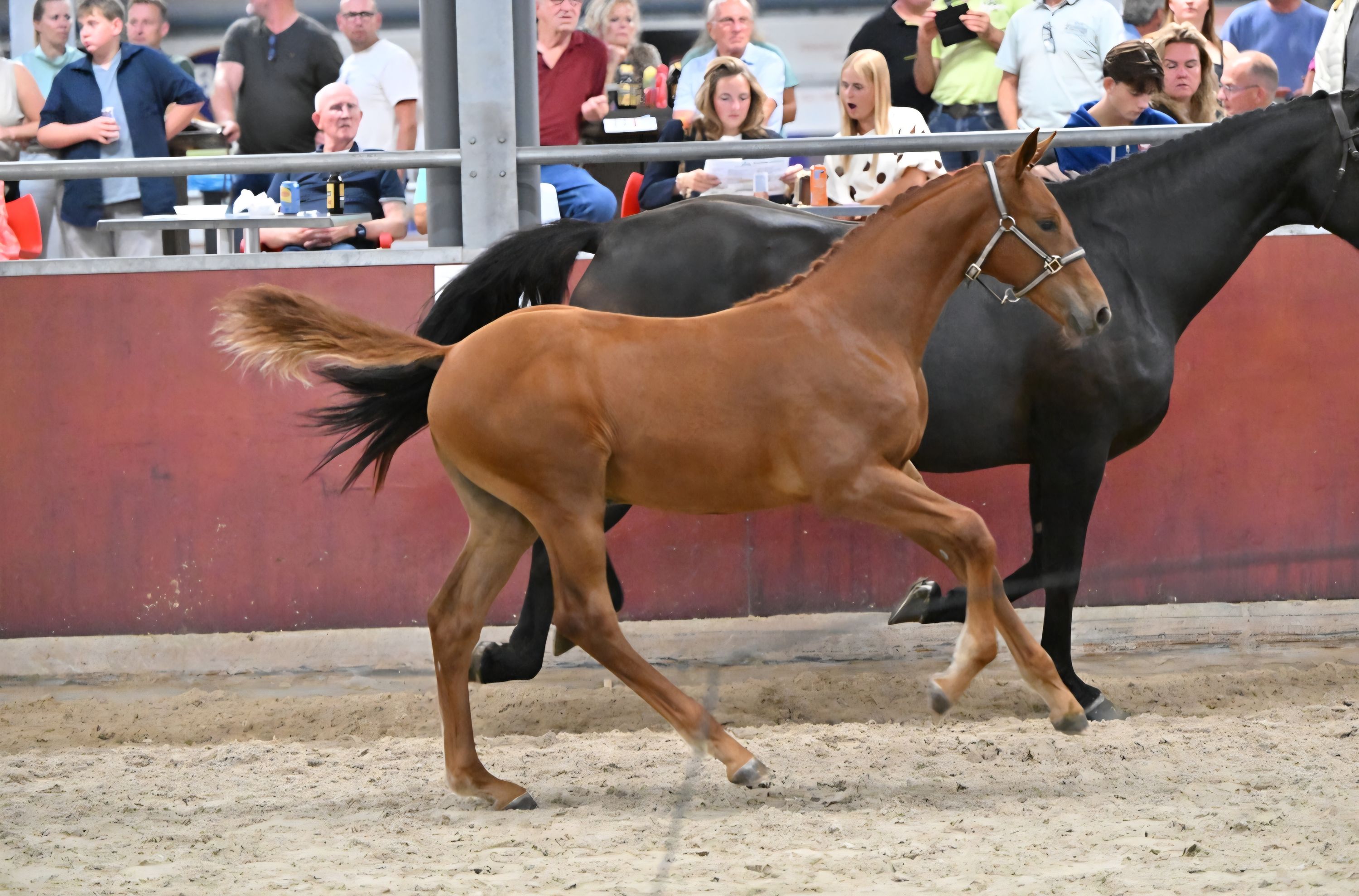 kwpn springpaard hengst 0 años vos en venta - Foto 4