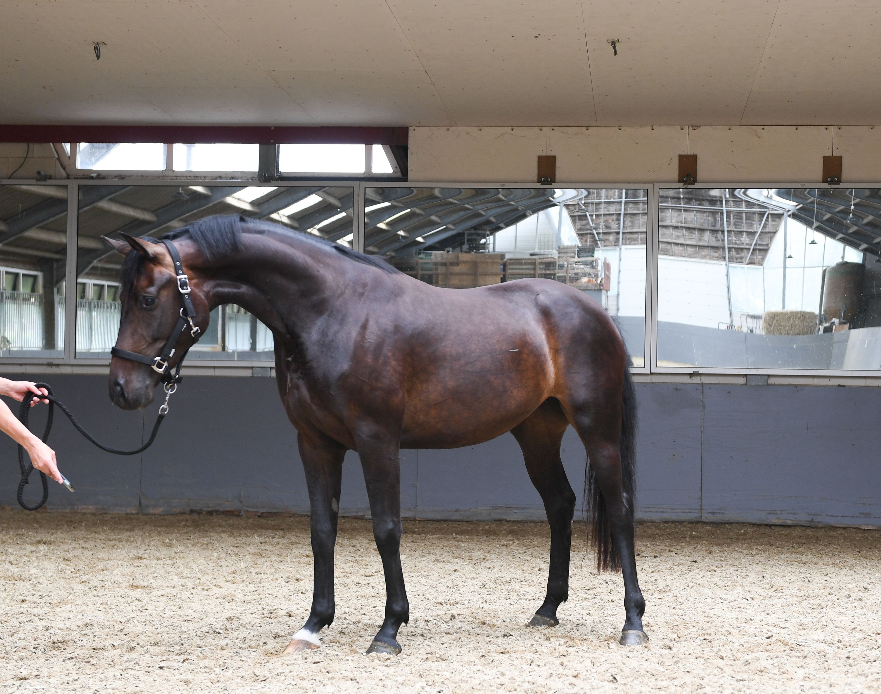Elegant dressage/broodmare 3 yrs unbroken