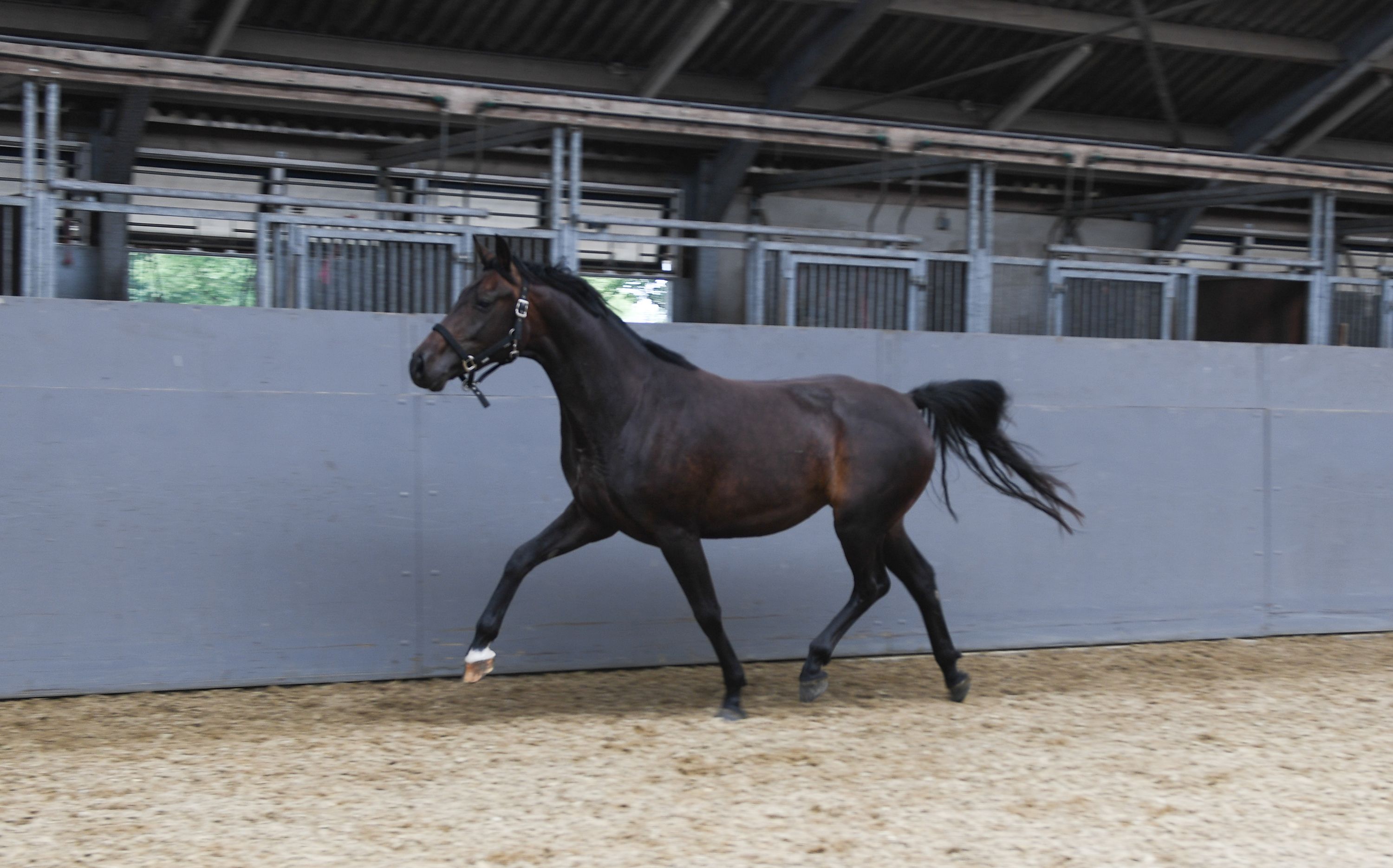 kwpn dressuurpaard merrie 3 años donkerbruin en venta - Foto 2