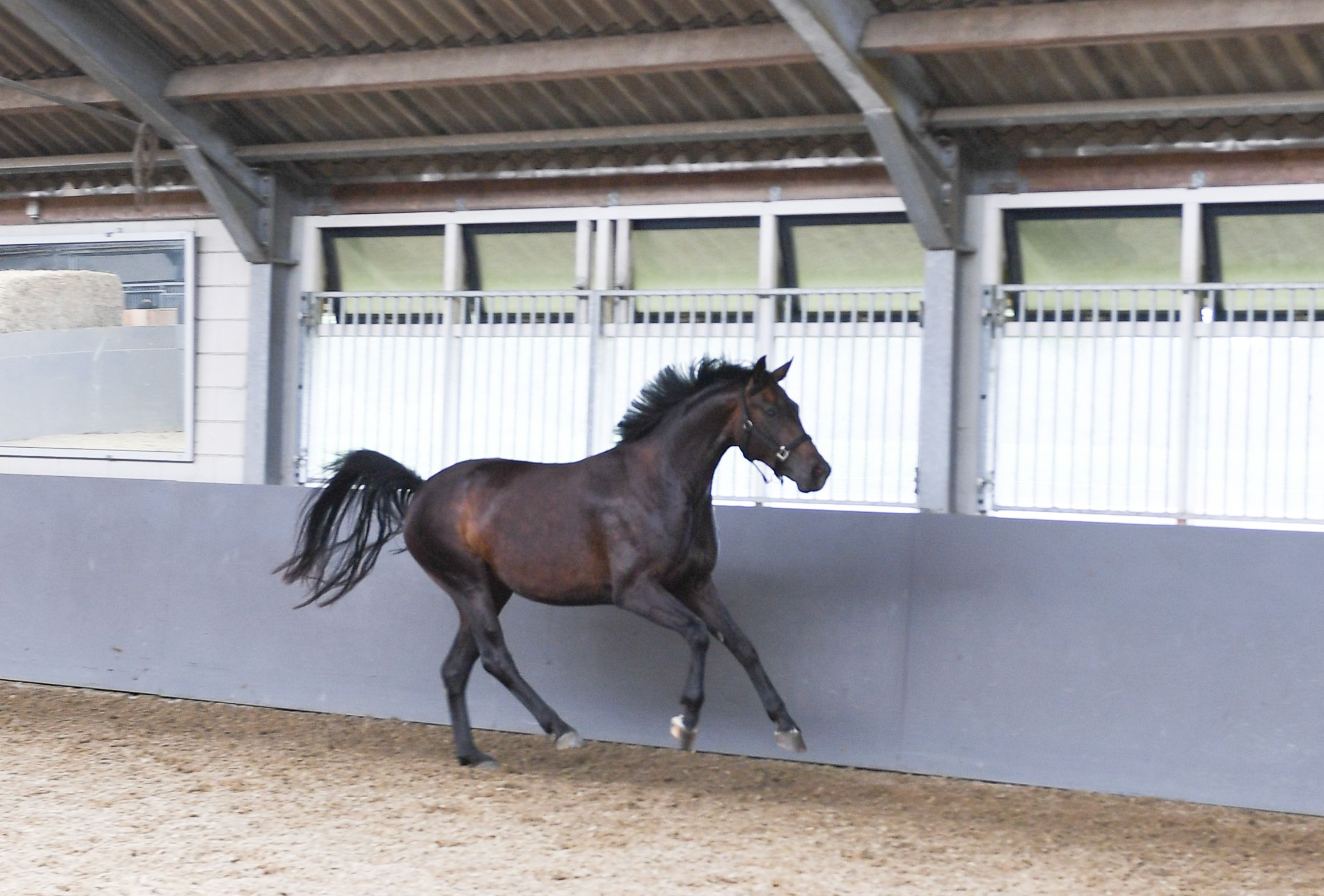 kwpn dressuurpaard merrie 3 años donkerbruin en venta - Foto 3