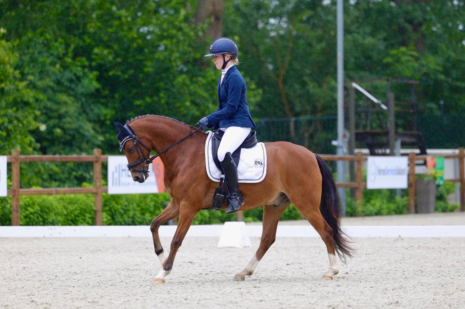 Sweet dressage pony Siepke's Marc