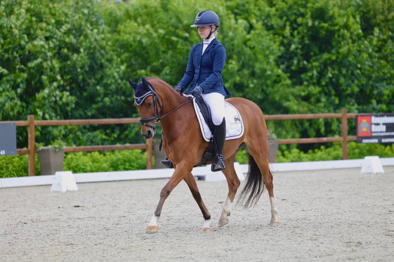 welsh dressuurpony ruin 7 years old bruin for sale - Photo 2
