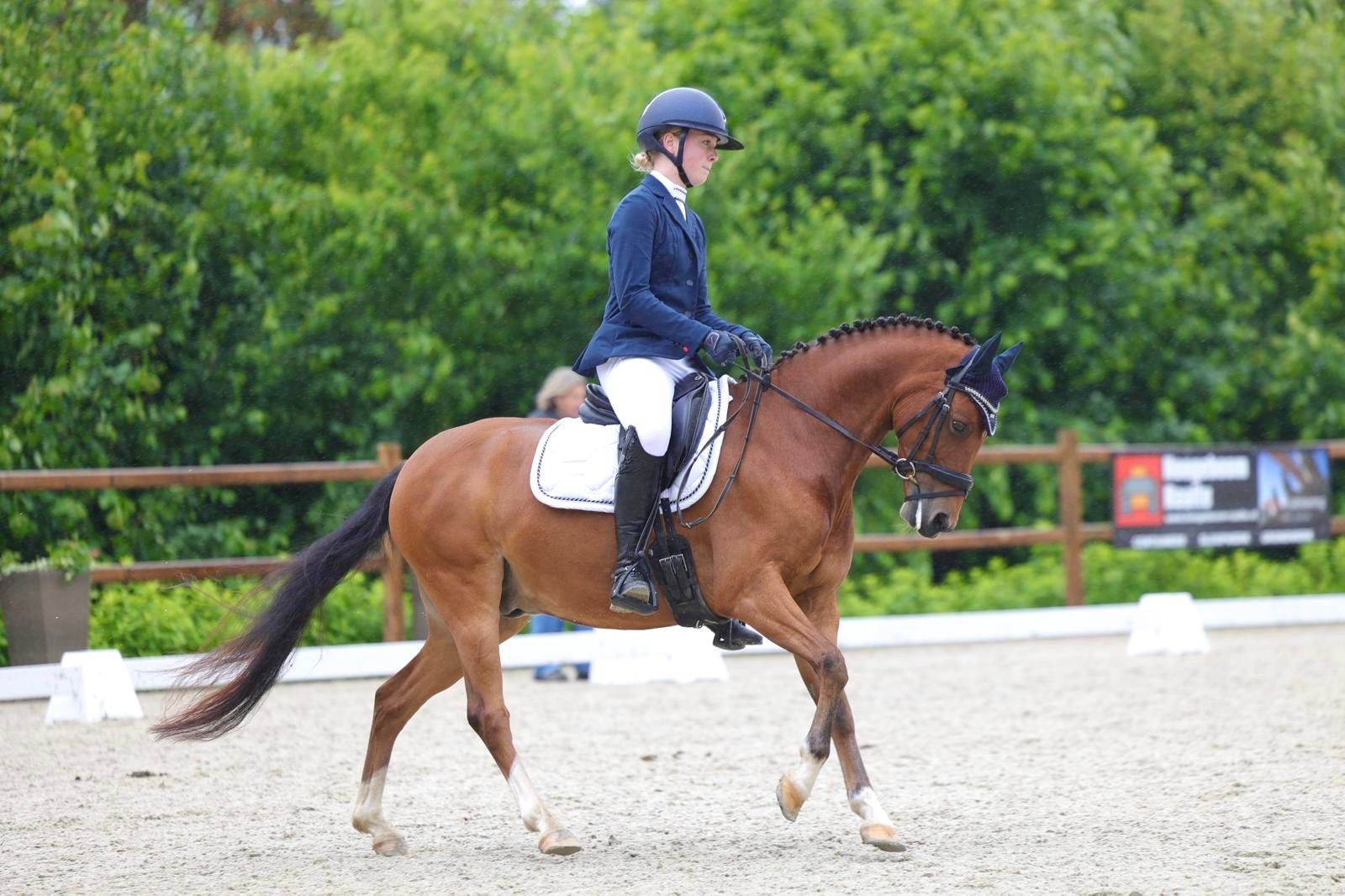 welsh dressuurpony ruin 7 years old bruin for sale - Photo 3