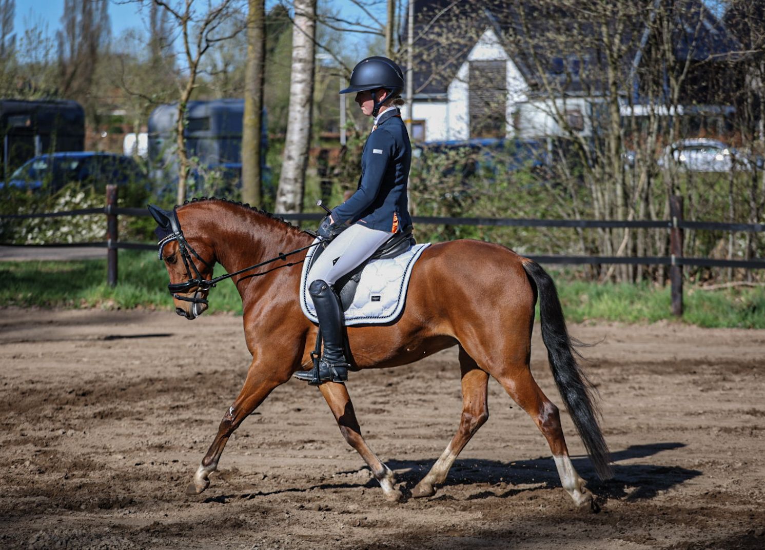 welsh dressuurpony ruin 7 years old bruin for sale - Photo 4