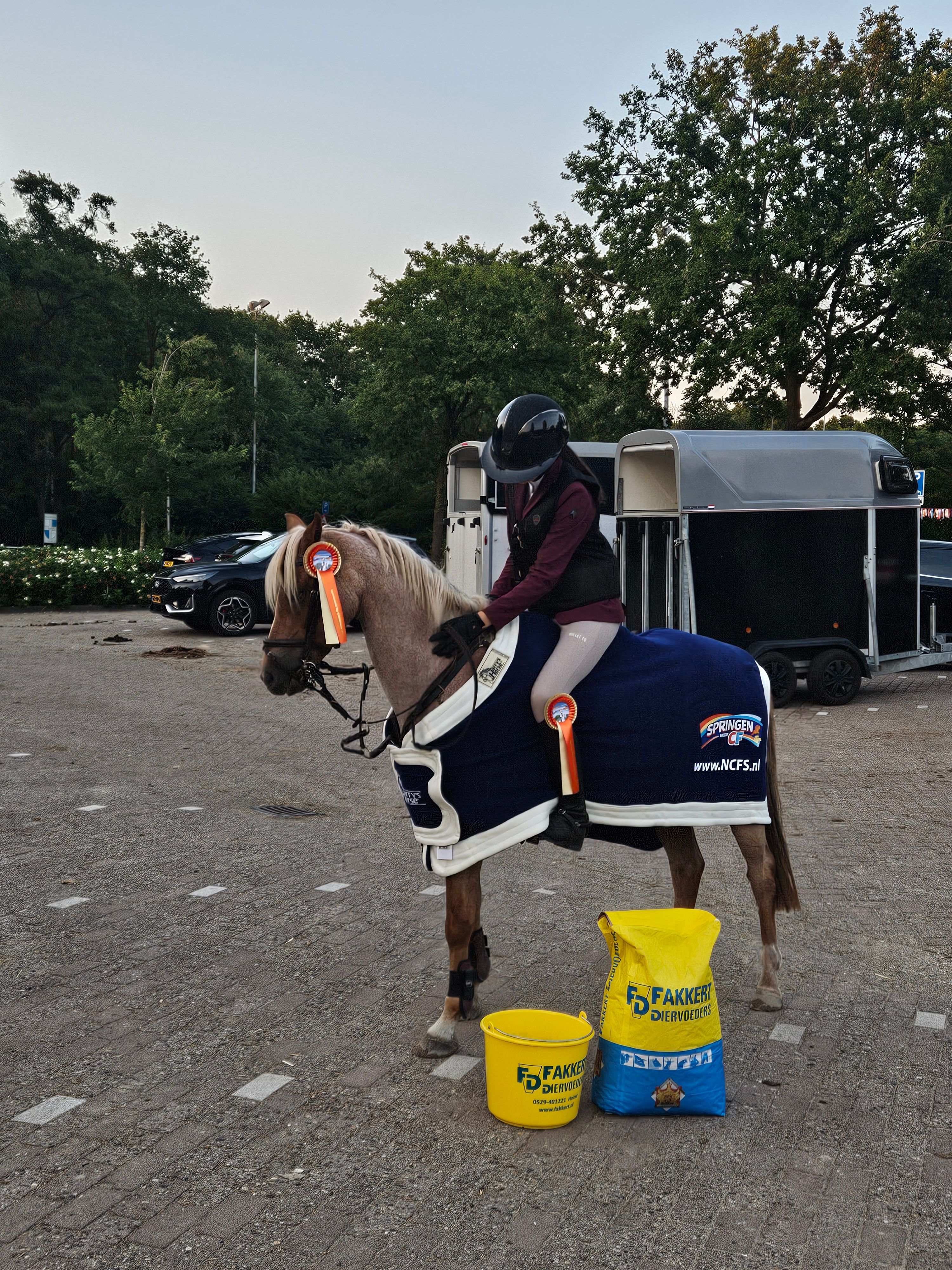 welsh springpony merrie 10 years old roan for sale - Photo 3