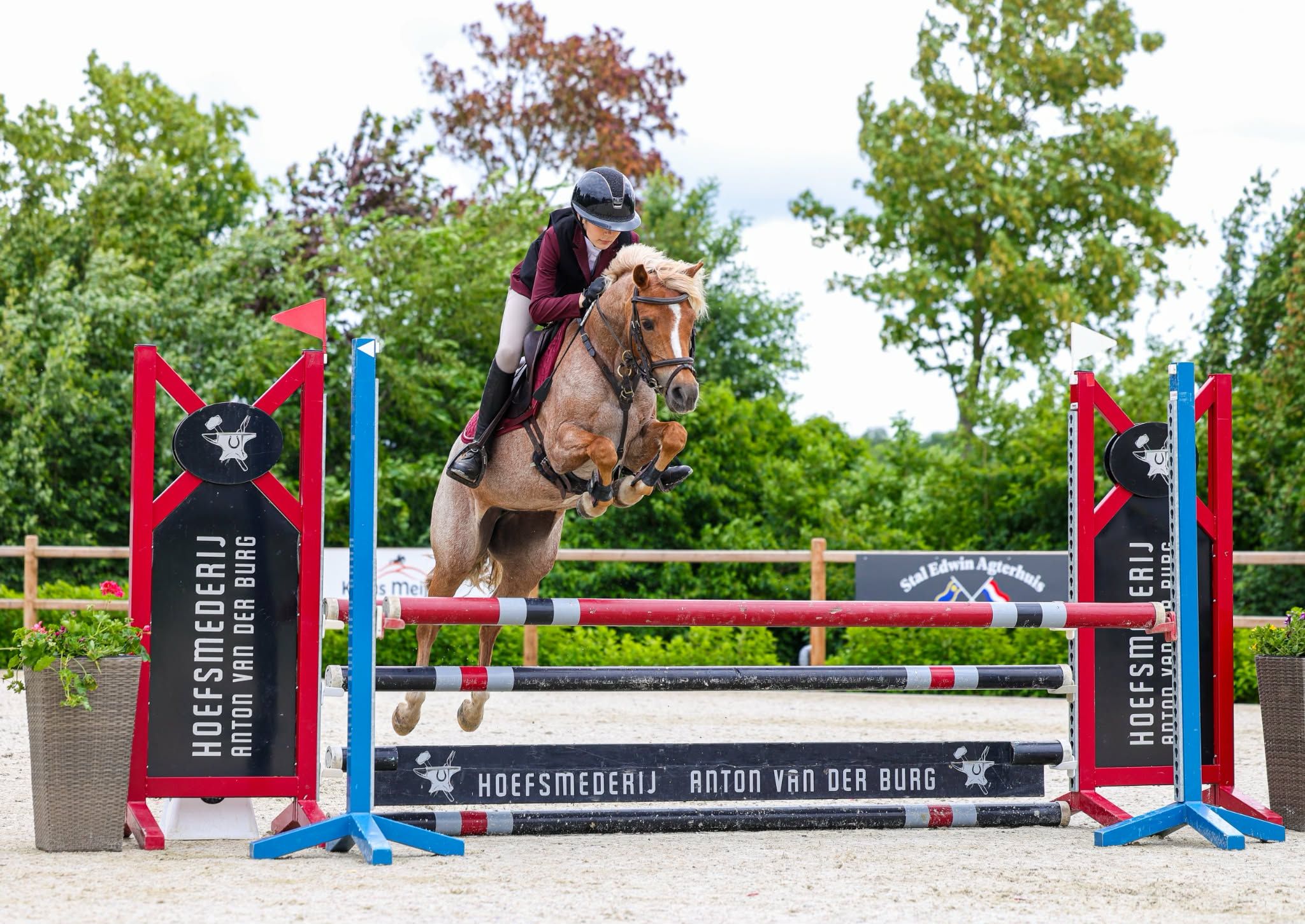 welsh springpony merrie 10 years old roan for sale - Photo 2