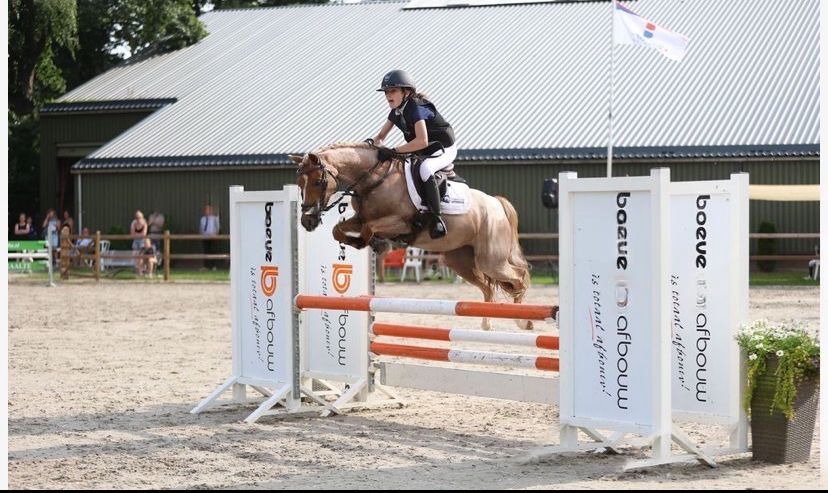 welsh springpony merrie 10 years old roan for sale - Photo 5