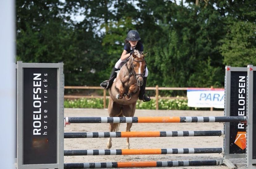 welsh springpony merrie 10 years old roan for sale - Photo 6