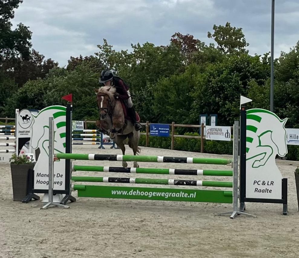 welsh springpony merrie 10 years old roan for sale - Photo 4