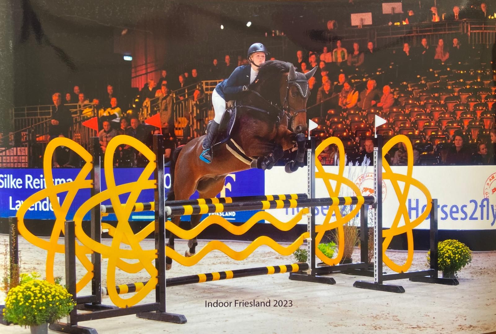 kwpn springpaard ruin 10 años donkerbruin en venta - Foto 2