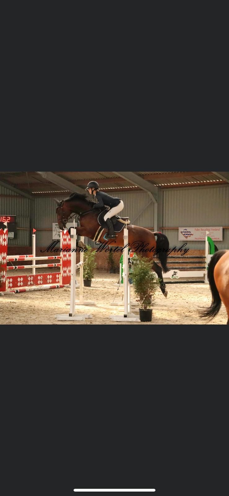 kwpn springpaard ruin 10 años donkerbruin en venta - Foto 3