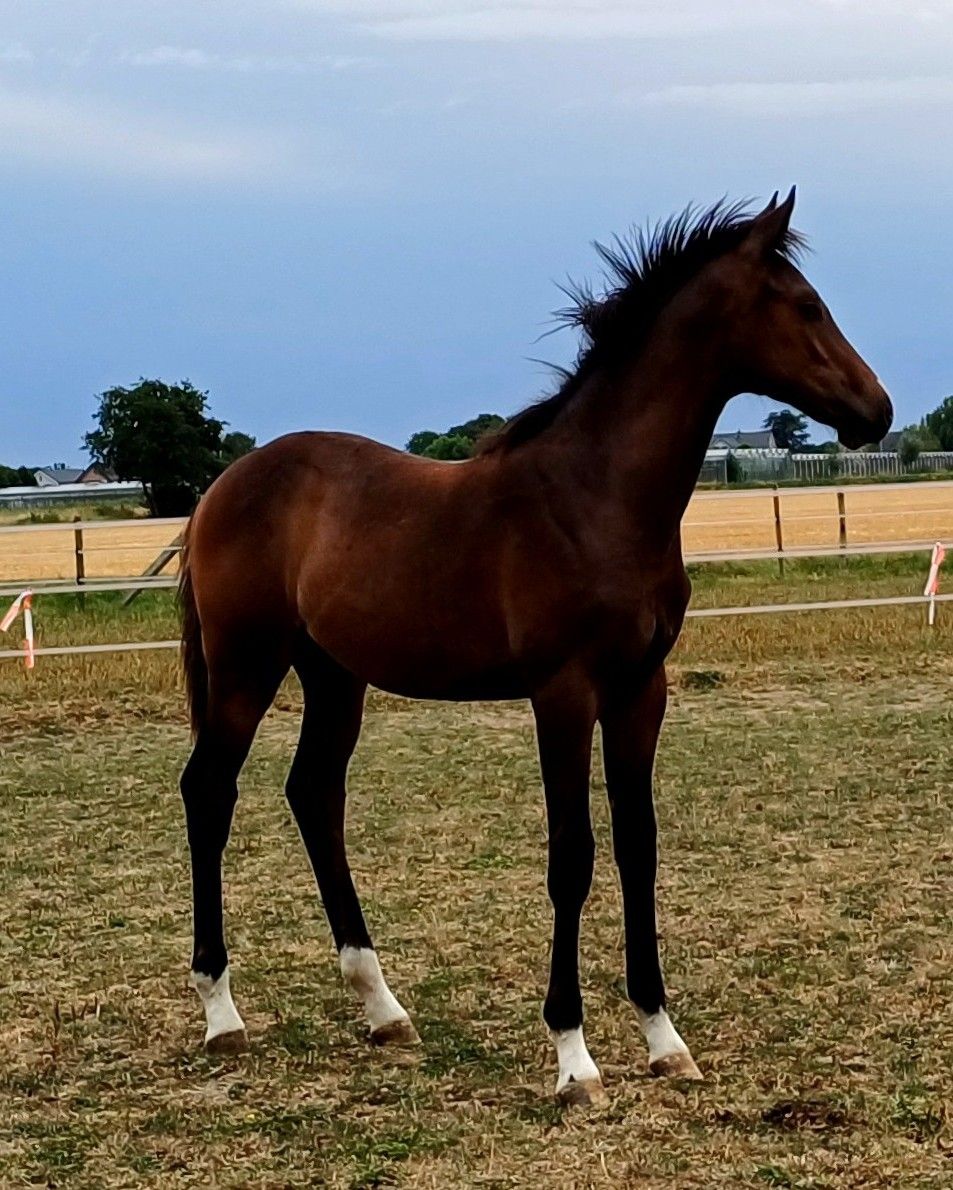 kwpn dressuurpaard merrie 0 Jahre alt donkerbruin zu verkaufen - Hauptfoto