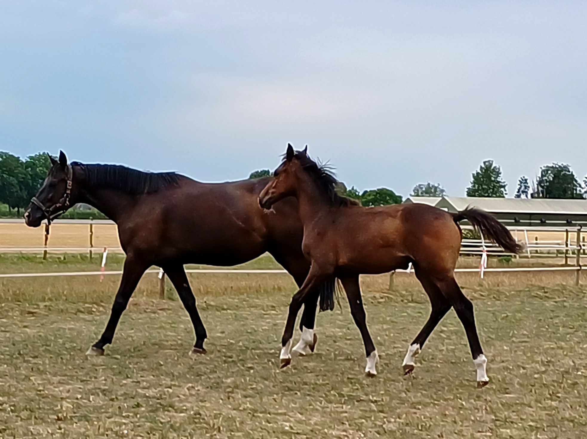 kwpn dressuurpaard merrie 0 Jahre alt donkerbruin zu verkaufen - Foto 3