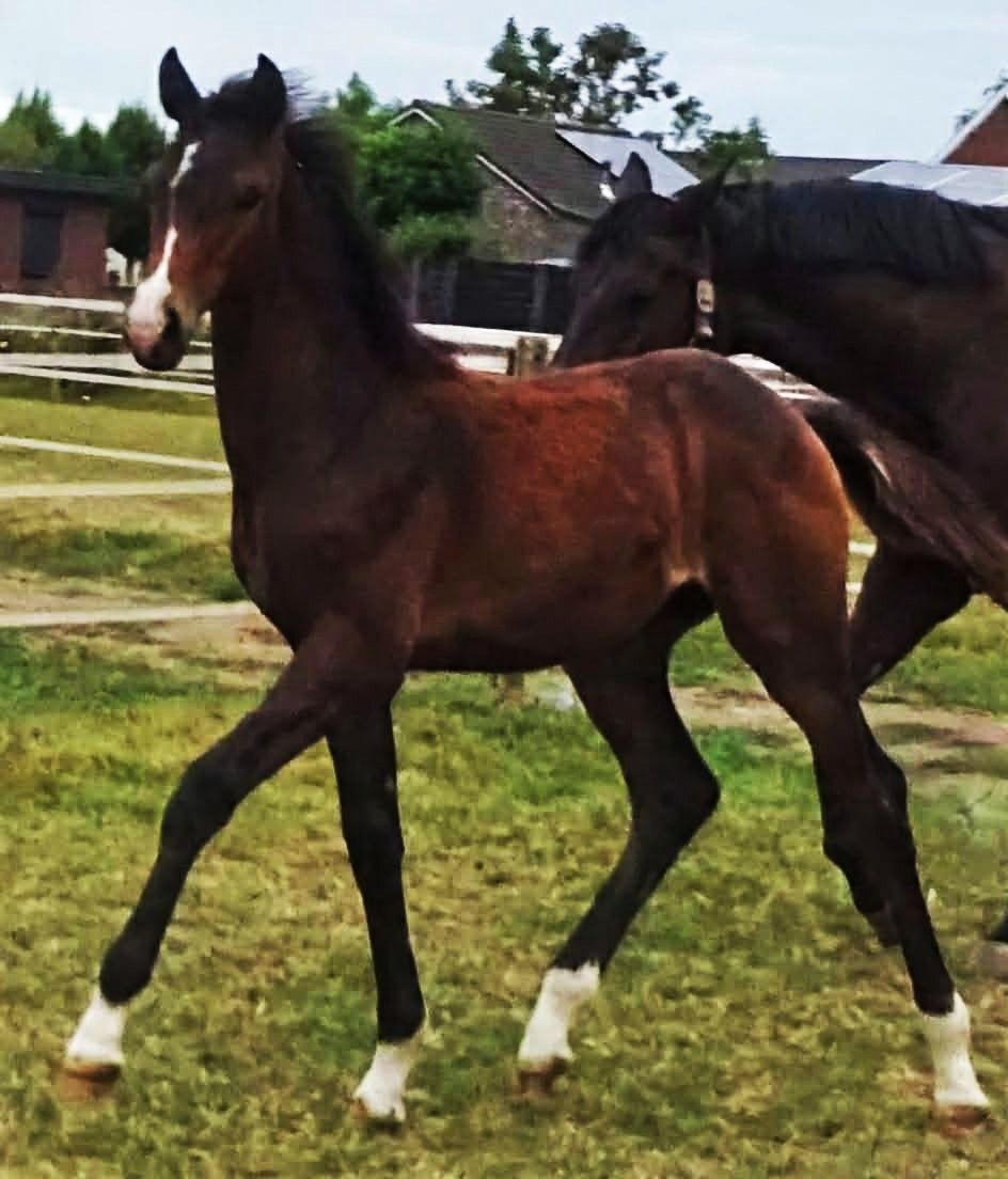 kwpn dressuurpaard merrie 0 Jahre alt donkerbruin zu verkaufen - Foto 4
