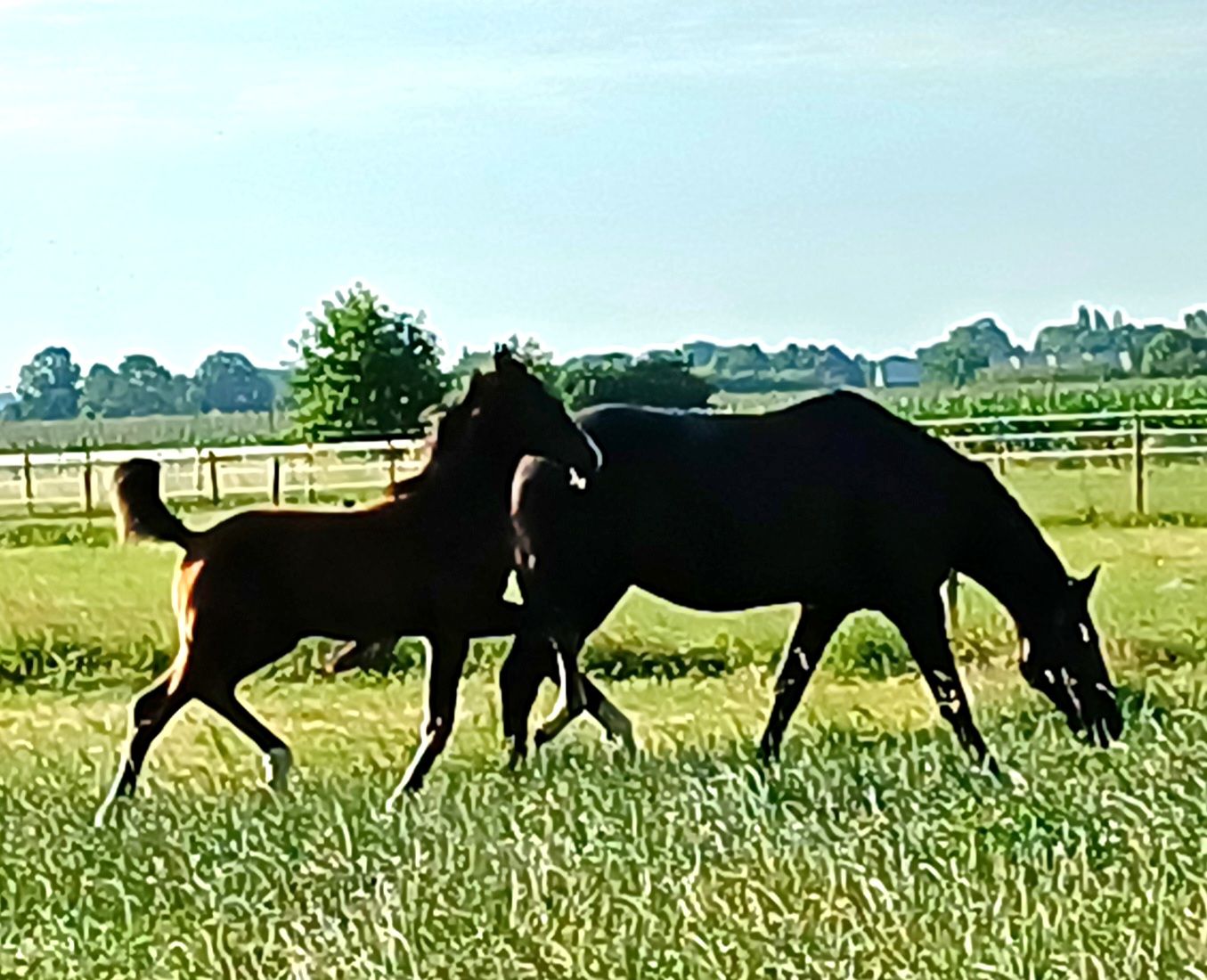 kwpn dressuurpaard merrie 0 Jahre alt donkerbruin zu verkaufen - Foto 5