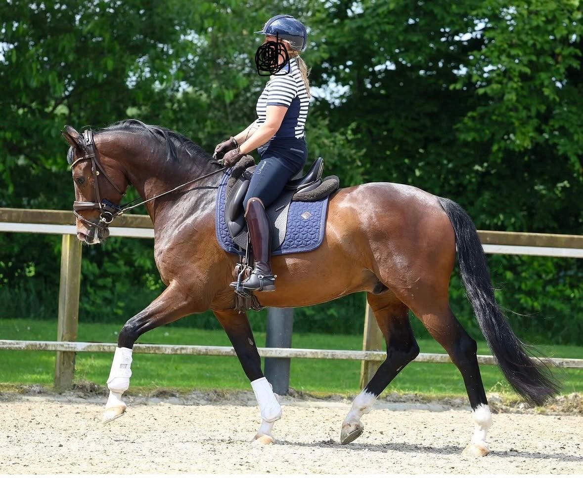 kwpn dressuurpaard ruin 8 años donkerbruin en venta - Foto 4