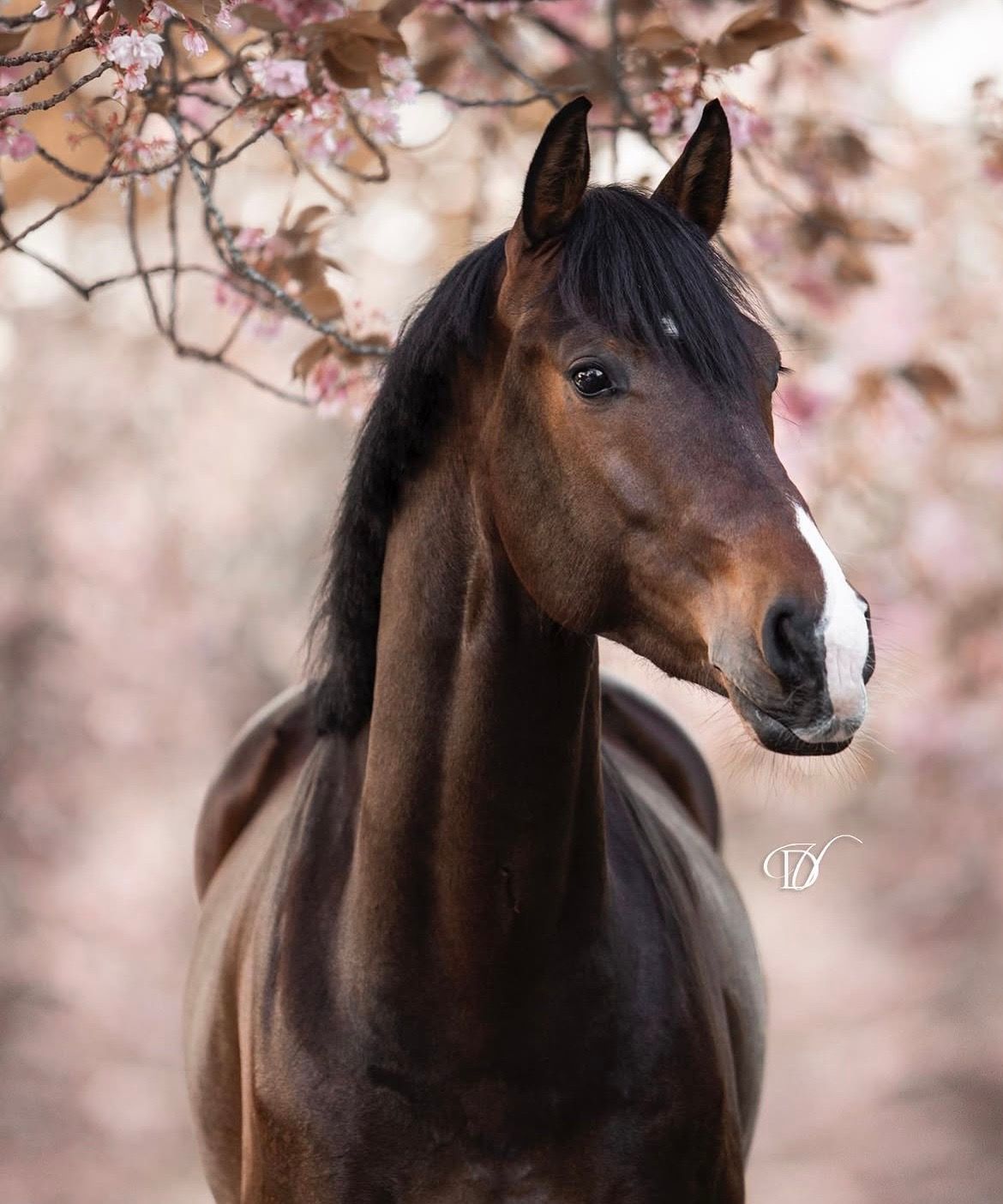 kwpn dressuurpaard ruin 8 años donkerbruin en venta - Foto 2