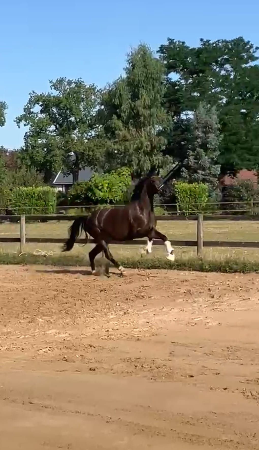 Agradable yegua de 3 años con muy buenos movimientos por For Ferrero x Lord Loxley
