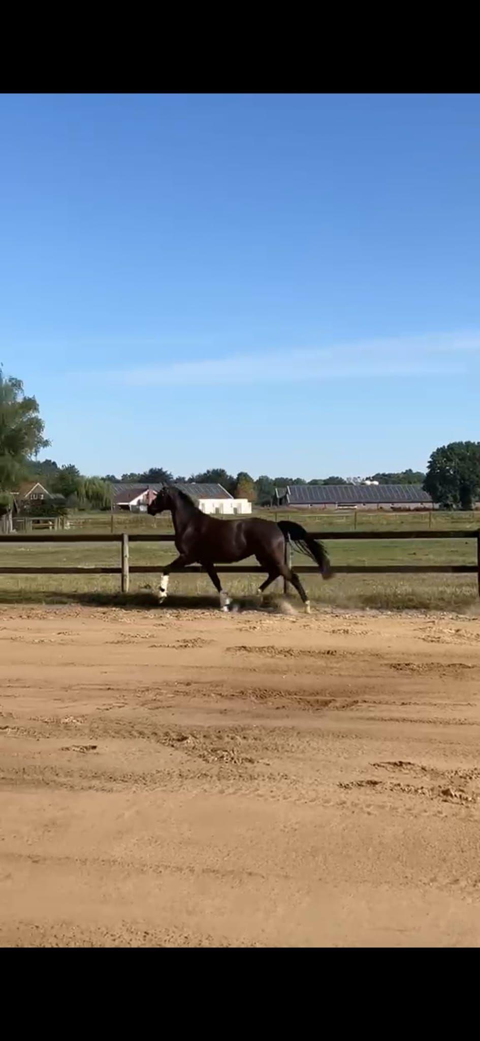 Nice well-moving 3-year-old mare by For Ferrero x Lord Loxley